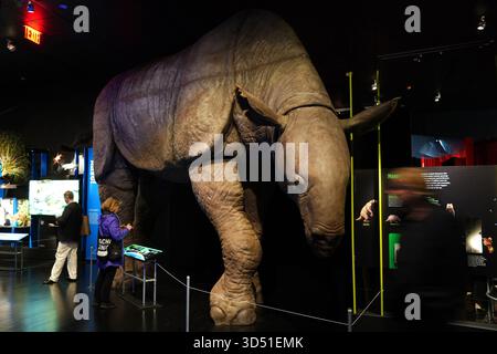 New York, USA. 12. November 2025. Ein Modell des Riesennashörns ist während der Medienvorschau der Ausstellung „Impact: The End of the Age of Dinosaurs“ am 12. November 2025 im American Museum of Natural History in New York City zu sehen. Die neue Ausstellung wird am 17. November im American Museum of Natural History eröffnet. Quelle: Liao Pan/China News Service/Alamy Live News Stockfoto
