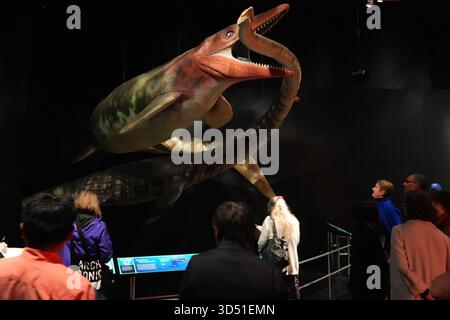 New York, USA. 12. November 2025. Eine Szene von Mosasauren, die auf Plesiosaurier gejagt haben, ist während einer Medienvorschau der Ausstellung „Impact: The End of the Age of Dinosaurs“ am 12. November 2025 im American Museum of Natural History in New York City zu sehen. Die neue Ausstellung wird am 17. November im American Museum of Natural History eröffnet. Quelle: Liao Pan/China News Service/Alamy Live News Stockfoto