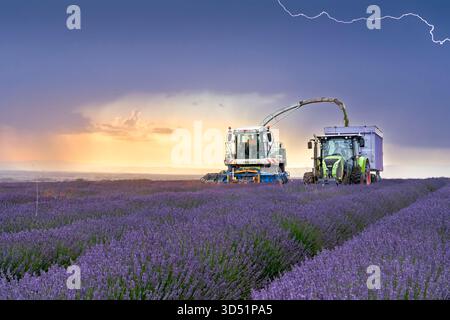 Ernte eines Lavendelfeldes bei Moustiers-Sainte-Marie, Provence, Frankreich, Europa. Stockfoto