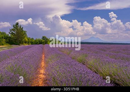Lavendelernte im Valensole bei Puimoisson, Provence, Frankreich, Europa. Stockfoto