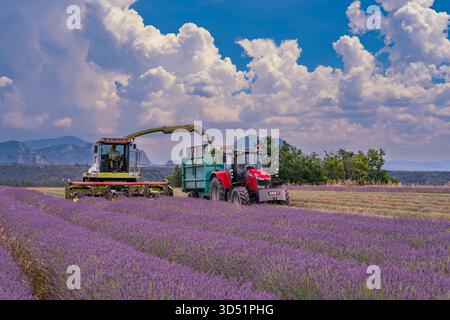 Lavendelernte im Valensole bei Puimoisson, Provence, Frankreich, Europa. Stockfoto