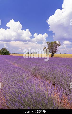 Lavendelernte im Valensole bei Puimoisson, Provence, Frankreich, Europa. Stockfoto