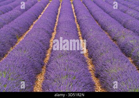 Lavendelernte im Valensole bei Puimoisson, Provence, Frankreich, Europa. Stockfoto
