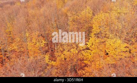 Herbst am Pilion Berg, Straße Buchenwald, Luftblick, Magnesia, Thessalien, Griechenland Stockfoto
