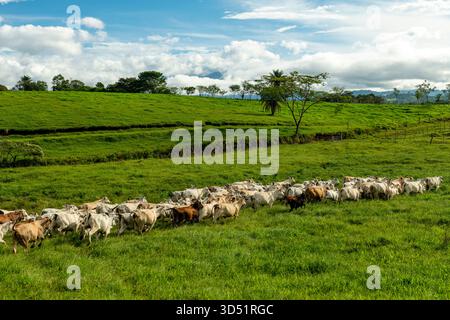 Luftaufnahme einer Gruppe von Nelore-Rindern, die auf einer nachhaltigen Bergfarm in Panama, Zentralamerika füttern – Stockfoto Stockfoto