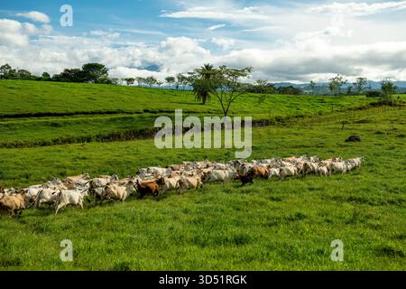 Luftaufnahme einer Gruppe von Nelore-Rindern, die auf einer nachhaltigen Bergfarm in Panama, Zentralamerika füttern – Stockfoto Stockfoto