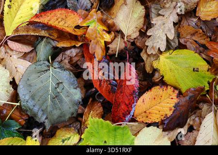 Laubstreu auf dem Boden im Herbst, UK Stockfoto