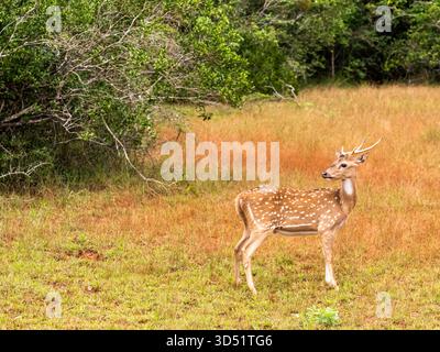 Anmutige Hirsche mit großer Fähigkeit, von einem Standpunkt zu springen. Stockfoto