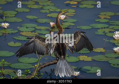 Ich bemerkte einen Kormoran, der auf einem Felsen lag und einen kleinen See mit Seerosen überblickte und beschloss, eine Weile zu bleiben. Als er seine Flügel öffnete, war ich erstaunt. Stockfoto