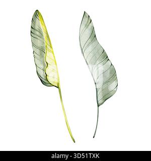 Aquarellillustration zweier Bananenpalmenblätter in sanften Grün- und Gelbtönen. Ideal für tropische Designs, botanische Drucke und exotische Muster Stockfoto