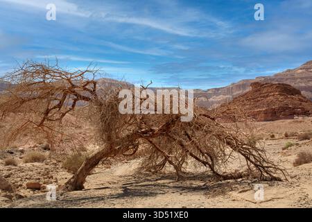 Einsamer Baum in der Negev-Wüste, Israel. Farbige Sande. Berg am Horizont. Wunderschöner hellblauer Himmel. Hochwertige Fotos Stockfoto
