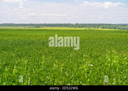 Weitläufige grüne Felder erstrecken sich endlos zum Horizont unter einem hellen, klaren blauen Himmel über dem Himmel Stockfoto