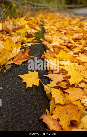 Gefallene gelbe Ahornblätter bedecken den Rand der Asphaltstraße während der Herbstsaison. Stockfoto