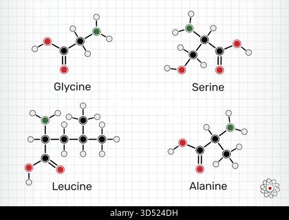 Aminosäuren Glycin (Gly), Alanin (Ala), Serin (Ser) und Leucin (Leu) Molekularstrukturen. Vektorabbildung Stock Vektor