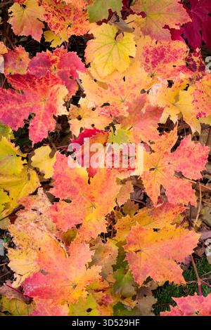 Herbstliche Farben einer dekorativen Weinrebe in einem Norfolk-Garten. Stockfoto