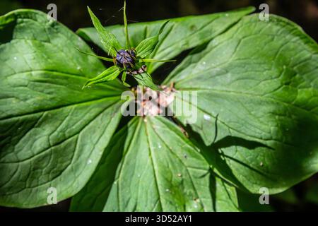 Sehr giftige Pflanze Rabenauge vierblättrige Paris quadrifolia auch bekannt, Beere oder True Lovers Knot wächst in der Wildnis in einem Wald. Stockfoto