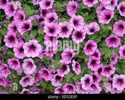 Leuchtend rosafarbene Petunienblüten mit zarten Adern und dunklen Zentren. Nahaufnahme. Kopierraum. Stockfoto