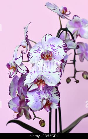 Nahaufnahme von zwei farbigen lila und weißen Blüten der Orchidee „Phalaenopsis Magic Art“ auf rosa Hintergrund Stockfoto
