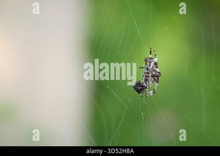 Europäische Gartenkreuzspinne isst seine Beute auf Waldlage Stockfoto