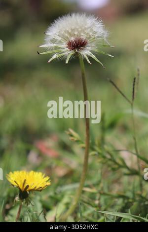 Vertikale Nahaufnahme einer blühenden Löwenzahnblume, die sich unter einem Reifen Löwenzahnsamenkopf befindet, zeigt die Prosen dieses Wachstumszyklus. Stockfoto