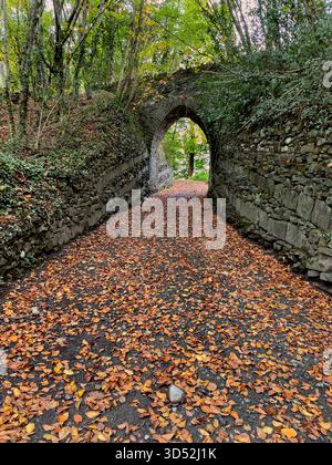 Blick auf den Herbstwald in Heywood Gardens, Co Laois, Irland Stockfoto
