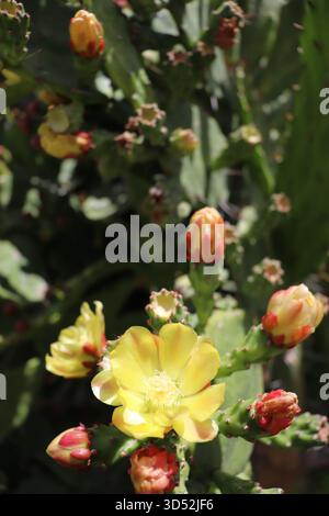 Vertikales Foto von hellgelben Kaktusblüten, die im Sonnenlicht blühen und in verschiedenen Stadien von Knospen umgeben sind. Stockfoto