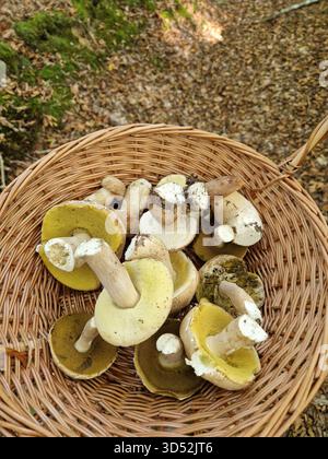 Frisch geerntete Wildpilze in einem Korb, die im Herbst in einem Wald gesammelt werden. Die natürlichen Farben Gelb und Braun spiegeln die Schönheit der Natur wider. Stockfoto