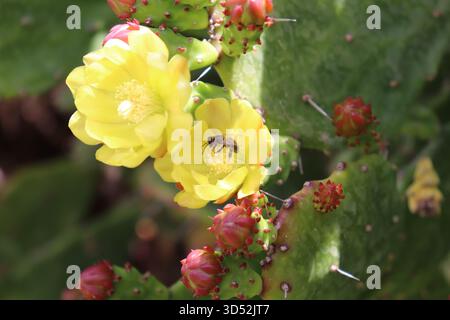 Die Biene sammelt Nektar aus einer leuchtend gelben Kaktusblüte in Blüte, umgeben von Knospen und Stacheln in hellem natürlichem Licht und perfektem Detail. Stockfoto