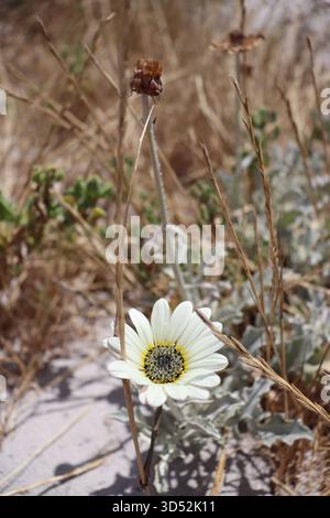 Eine Silver Arctotis, auch afrikanische Gänseblümchen genannt, auf den Dünen des Westkap, blüht unter dem Sonnenlicht und blüht in diesem sandigen, vom Wind verwehten Gelände. Stockfoto