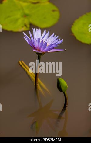 Lila Wasserlilie, Lotusblume mit Biene, Blaue Lotusblume, Lotusblüte, Lotus Stockfoto