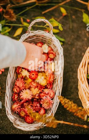 Ein Korb voller Blumen wird von einer Person gepflückt. Der Korb ist mit einer Vielzahl von Blumen gefüllt, darunter einige gelbe und andere, die sind Stockfoto