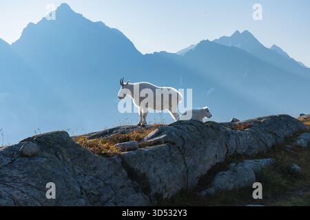 Bergziegen stehen auf dem Kamm, majestätische Berge im Hintergrund. Glacier-Nationalpark, BC Stockfoto