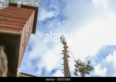 Gartenarbeiter fällten eine Kiefer mit einer Kettensäge, während er an einem Gurtzeug hängte, um die Äste zu entfernen Stockfoto