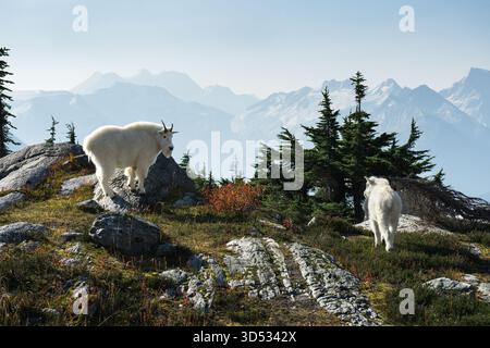 Zwei Bergziegen bewegen sich frei in einer felsigen Landschaft mit Bergen. Glacier-Nationalpark, BC Stockfoto