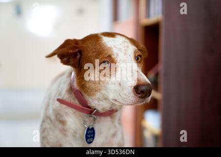 Fokussierter brauner und weißer Mischhund mit rotem Kragen Stockfoto
