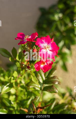 Nahaufnahme von leuchtenden rosa Blüten mit grünen Blättern im Sonnenlicht. Stockfoto