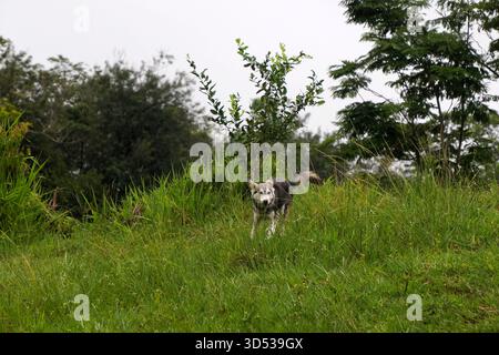 Ein Hund wie ein Wolf, der im Gras läuft Stockfoto