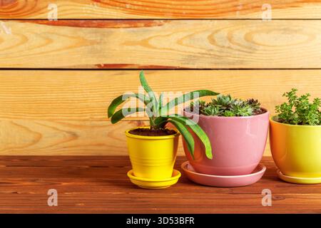 Helle und farbenfrohe Topfpflanzen auf einem Holztisch in einer warmen Umgebung Stockfoto