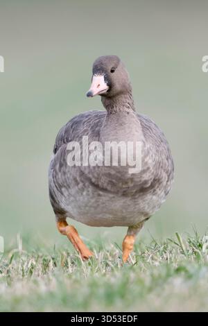 Greater White-fronted Goose / Blaessgans ( Anser albifrons), Jungvogel, Jungvogel, direkt auf den Fotografen zu gehen, Frontalaufnahme, sieht lustig aus, Tierwelt, Europa. Stockfoto
