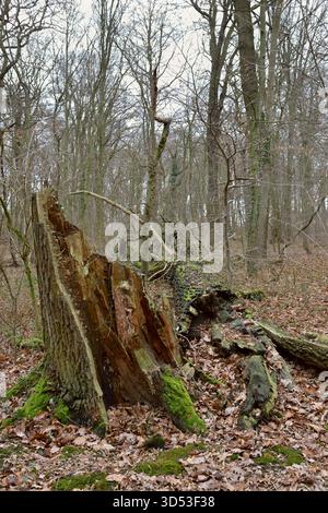 Blick auf Hambacher Forst, einen alten Naturwald, der zu einem beliebten Symbol im Kampf gegen die globale Erwärmung wird. Der Hambacher Wald wird gerodet, um Platz für die Erweiterung des nahegelegenen Braunkohlebergwerks durch RWE Power zu schaffen. Im Kampf für den Wald bin ich Stockfoto