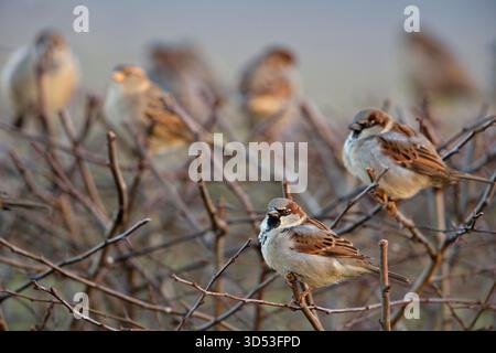 Gemischte Schar von Haussperlingen (Passer domesticus), die auf einer Hecke nahe der städtischen Siedlung sitzen. Stockfoto