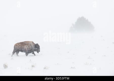 American Bison / Amerikanischer Bison (Bison Bison) bei rauem Winterwetter, Schneesturm, Spaziergang durch wehenden Schnee, Yellowstone NP, Wyoming, USA. Stockfoto