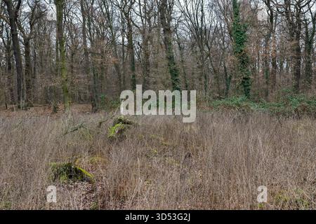 Blick auf den Hambacher Forst, einen alten Naturwald, der zu einem beliebten Symbol im Kampf gegen die globale Erwärmung wird. Der Hambacher Wald wird gerodet, um Platz für die Erweiterung des nahegelegenen Braunkohlebergwerks durch RWE Power zu schaffen. Im Kampf um den Wald, den er hat Stockfoto