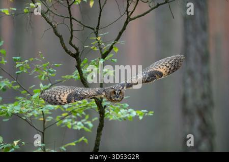 Indische Uhu / Rock Uhu / Bengalenuhu (Bubo Bengalensis) im Flug, dynamische frontale Aufnahme, sehr detaillierte, helle Augen. Stockfoto