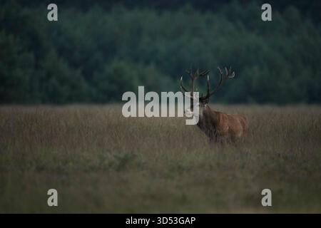 Rothirsch / Rothirsch (Cervus elaphus) in natürlicher Umgebung bei Sonnenaufgang. Stockfoto
