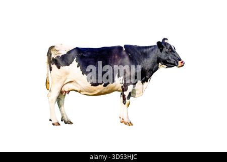 Kuh auf weiß, isolierter Ausschnitt, Seitenansicht in voller Länge, aufrecht stehend in Schwarz-weiß und Kopierraum Stockfoto