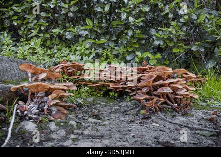 Wilde Pilze in einem Garten von Florenz, Italien Stockfoto