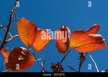 Autumnal vibrant persimmon tree foliage in Tuscany, Italy Stockfoto