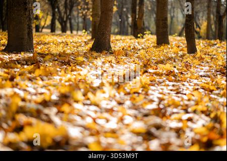 Helle Herbstlandschaft mit gelben Ahornblättern, die den Parkboden unter warmem Sonnenlicht bedecken Stockfoto