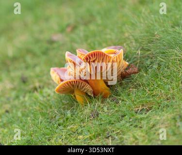 Seitenansicht einer Ansammlung von Crimson-Wachspilzen (Hygrocybe punicea) in unverbessertem Grünland, Crichton Campus, Dumfries, Schottland. Stockfoto